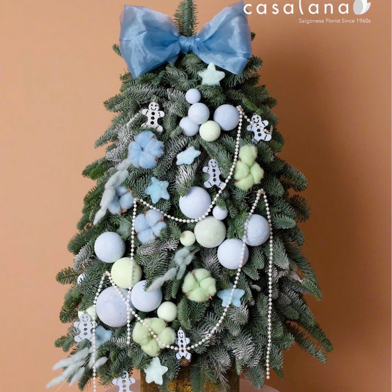  Cây thông Nobilis_Winter Pastel 