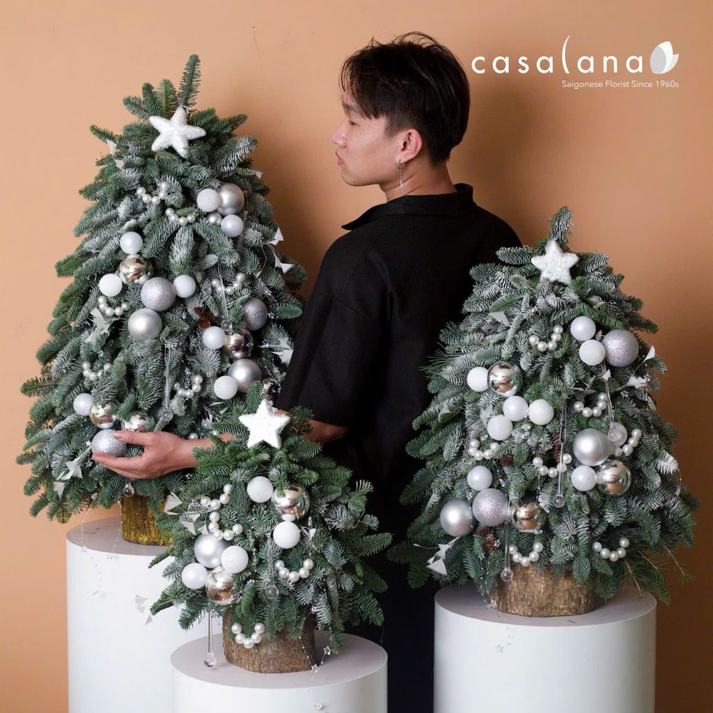  Cây thông Nobilis_Crystal White 