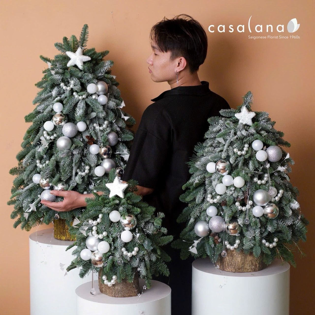  Cây thông Nobilis_Crystal White 