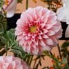  The Bloom Bottles_ Creamy Dahlia 