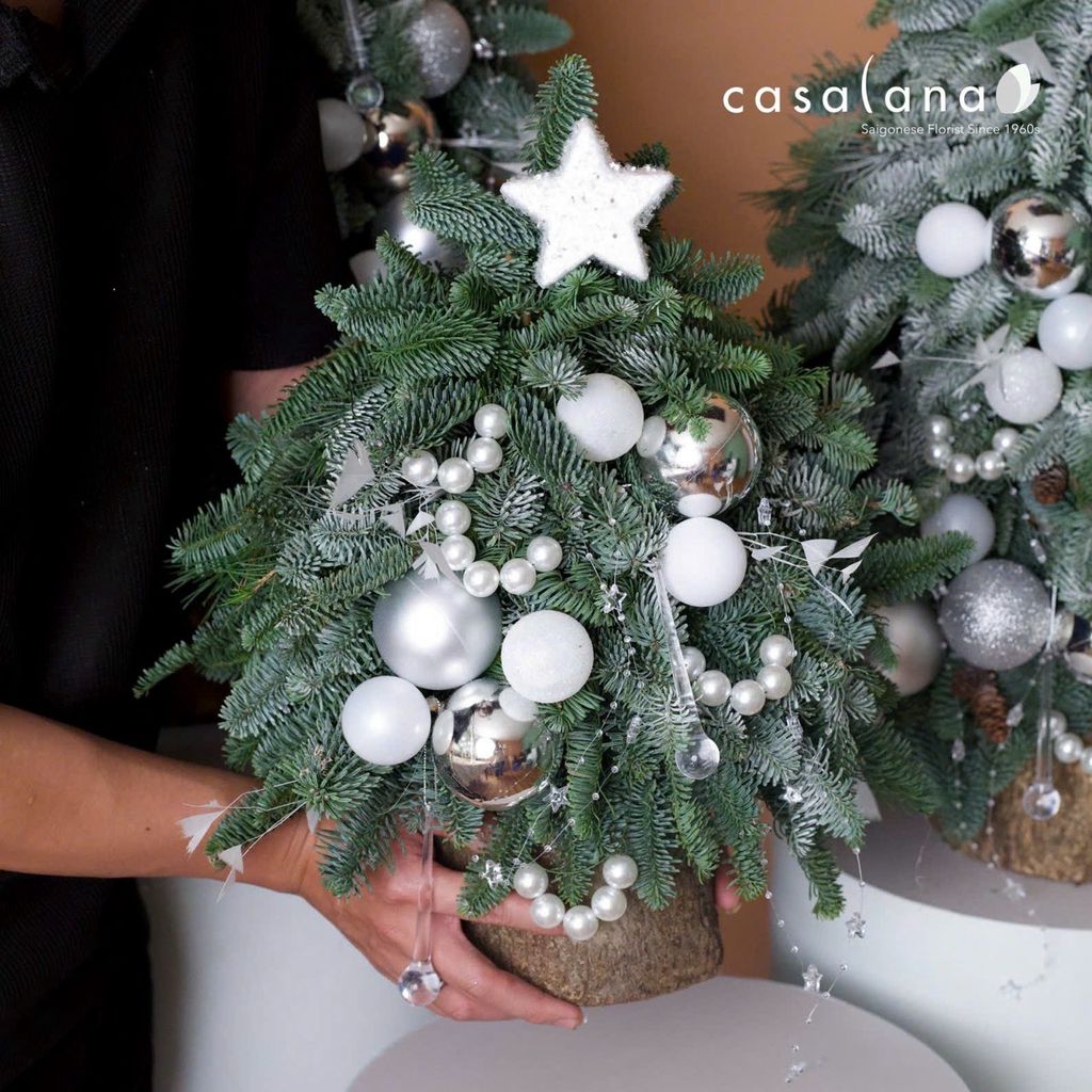  Cây thông Nobilis_Crystal White 