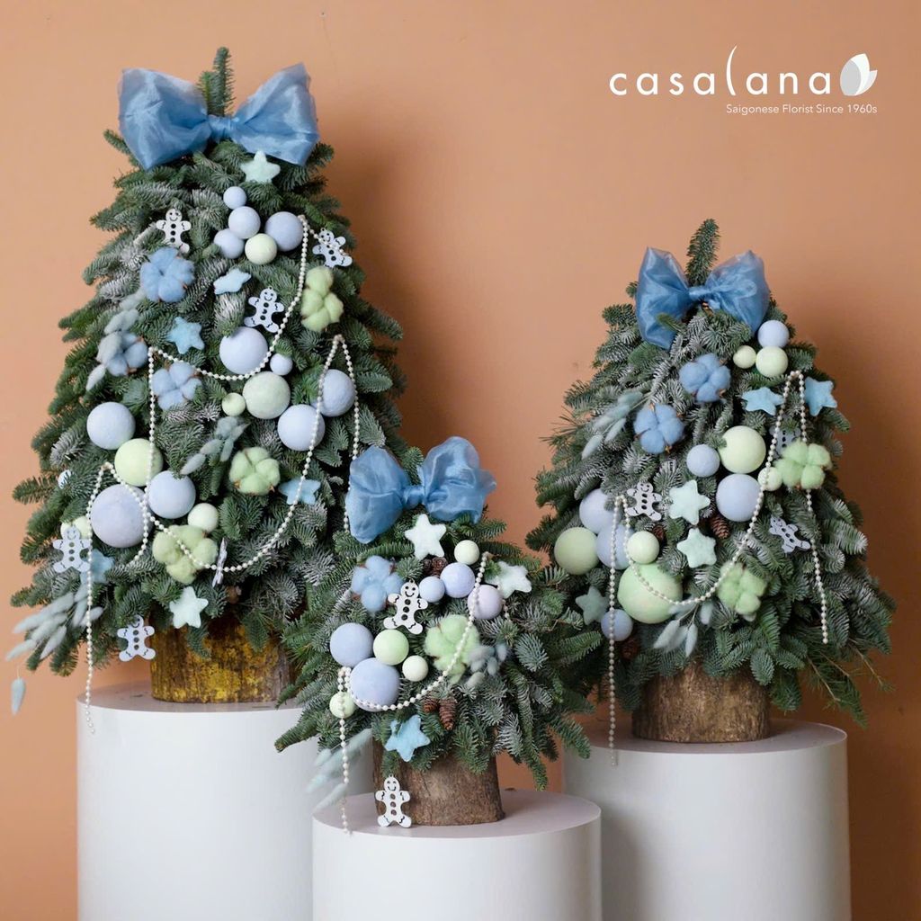  Cây thông Nobilis_Winter Pastel 