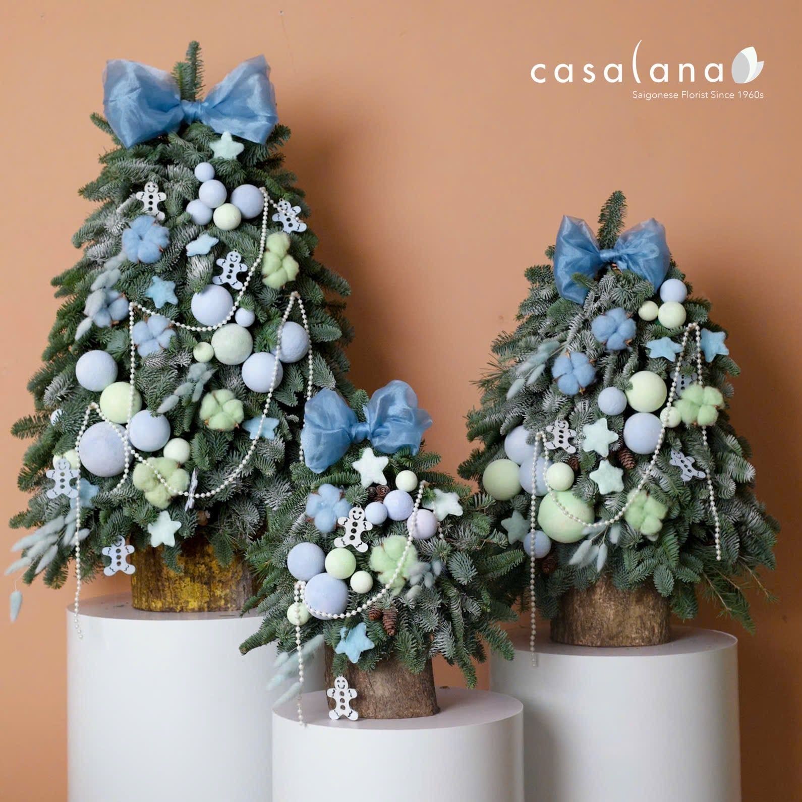  Cây thông Nobilis_Winter Pastel 