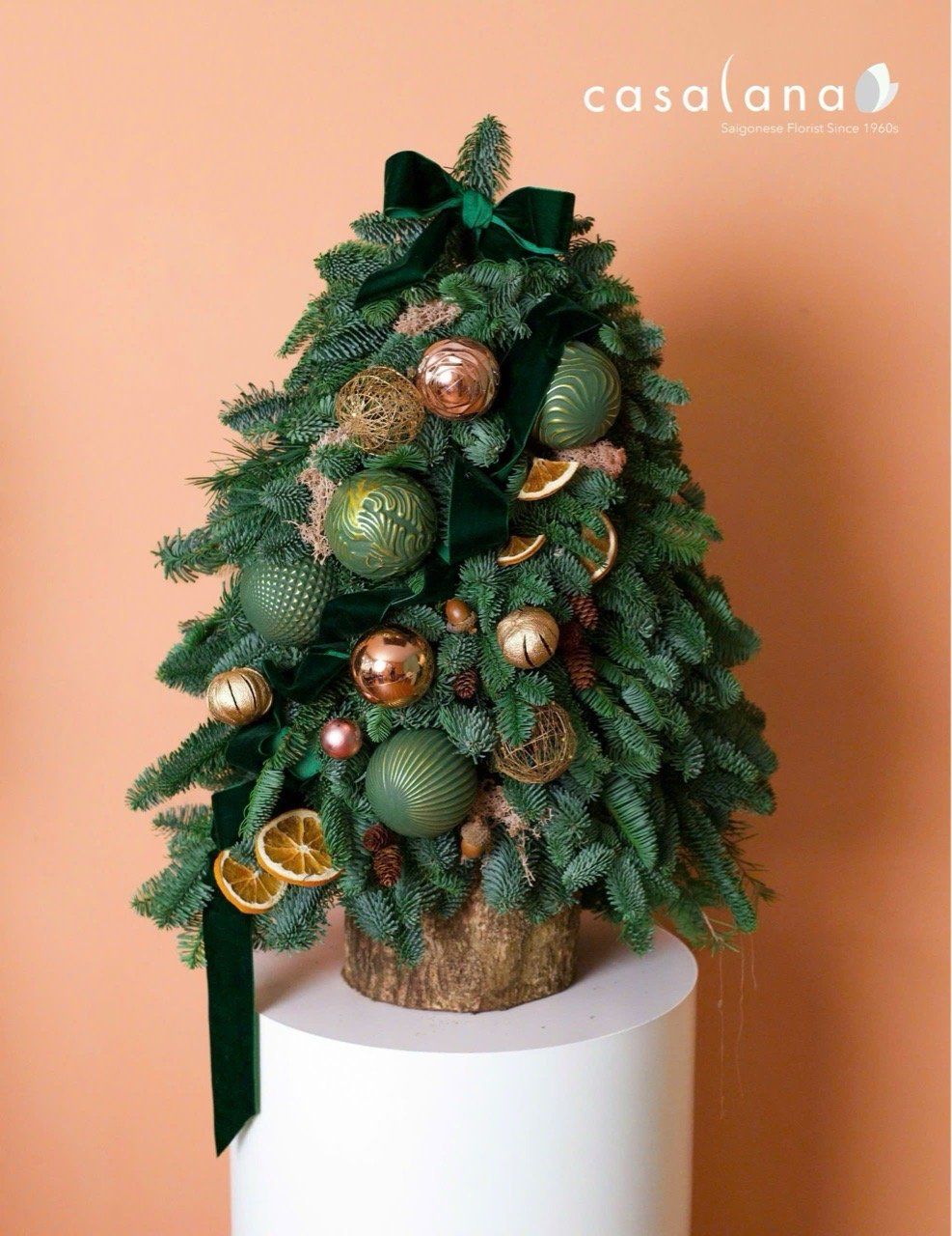  Cây thông Nobilis_Warm Forest 