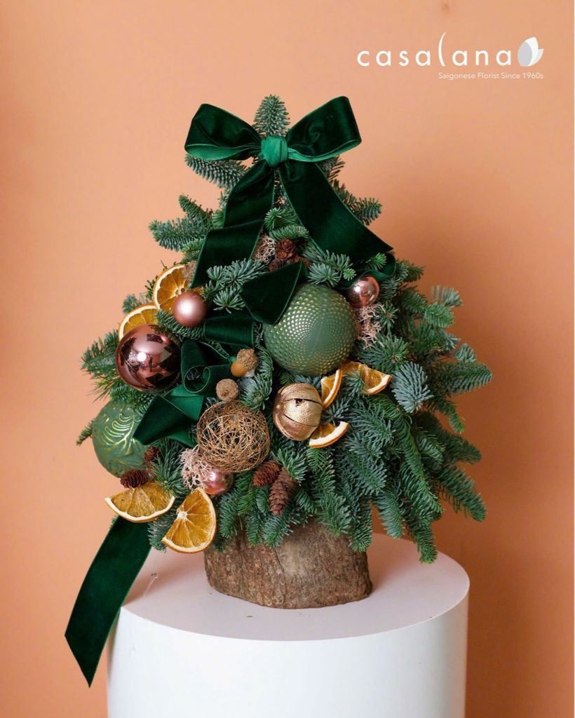  Cây thông Nobilis_Warm Forest 