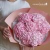  Hydrangea Pink 7 