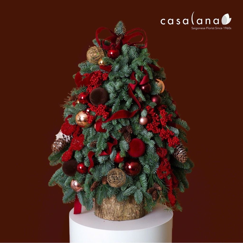  Cây thông Nobilis_Burgundy Luxe 