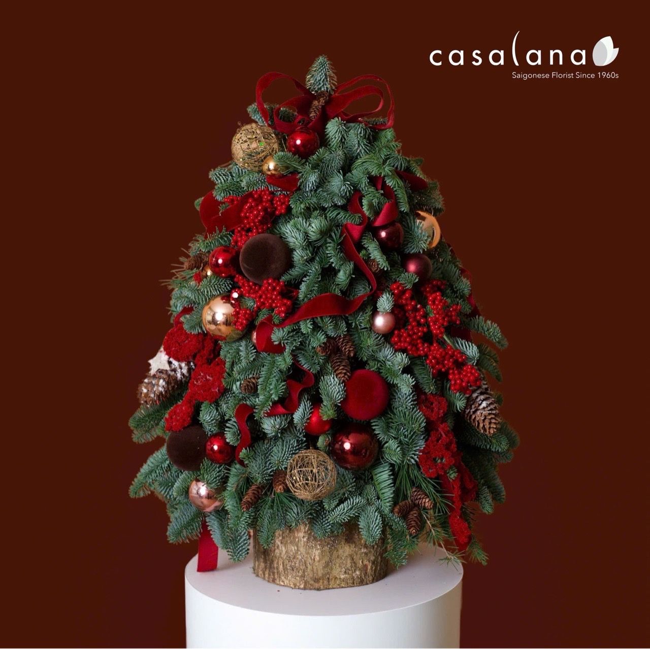  Cây thông Nobilis_Burgundy Luxe 