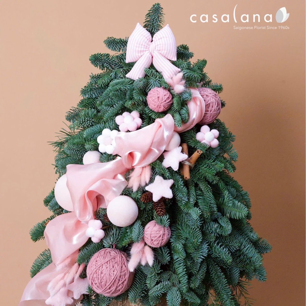  Cây thông Nobilis_Princess Winter 