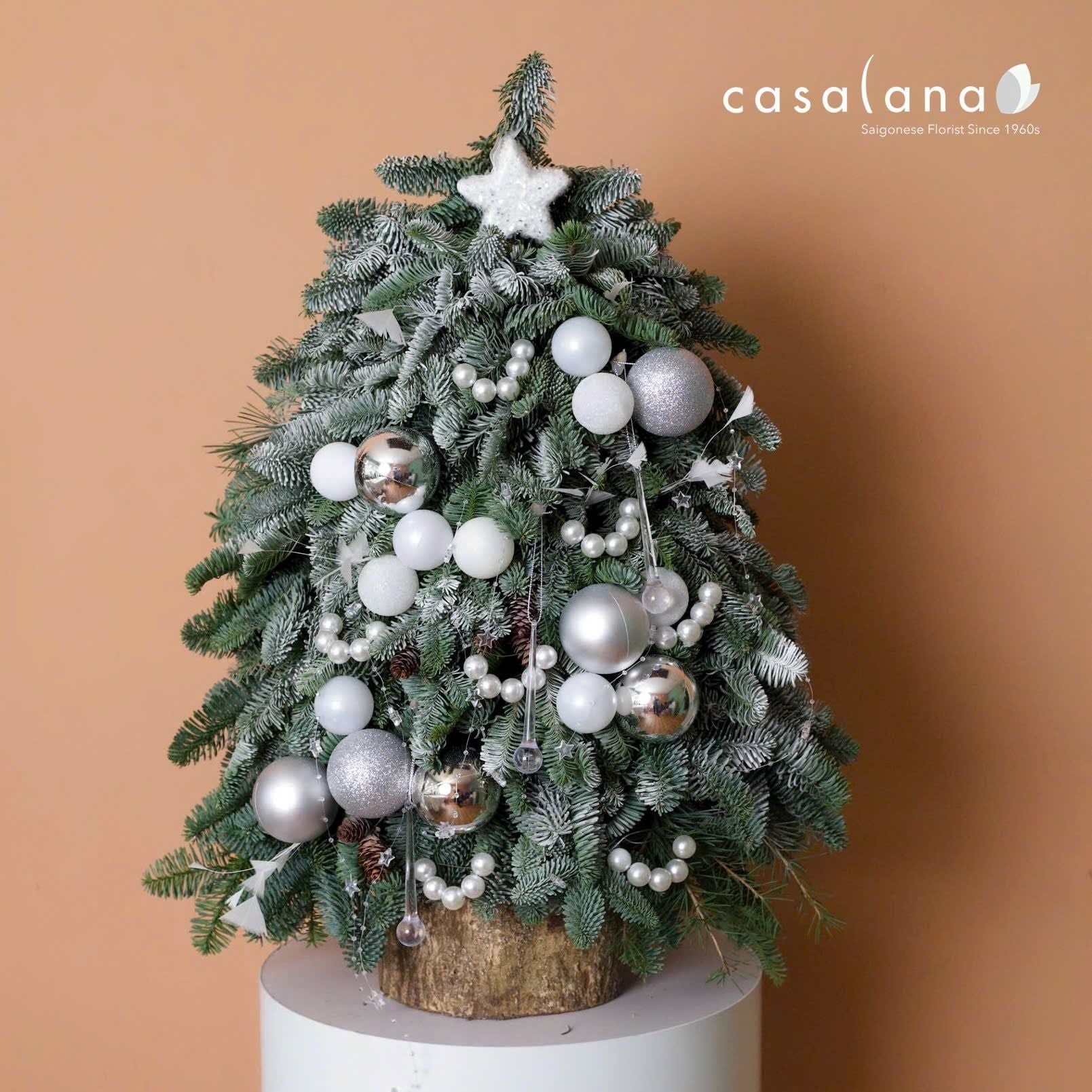  Cây thông Nobilis_Crystal White 