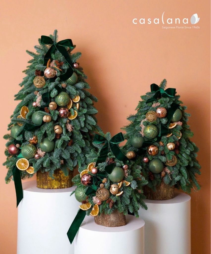  Cây thông Nobilis_Warm Forest 