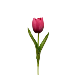 BÔNG TULIP MÀU HỒNG ĐẬM