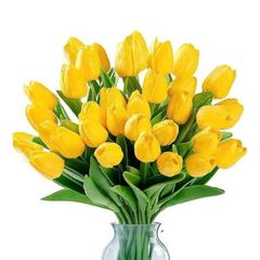 HOA TUPLIP MÀU VÀNG