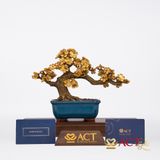 Quà tặng Chậu Mai Ngũ Phúc dát vàng 24k ACT GOLD ISO 9001:2015