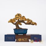 Quà tặng Tùng La Hán dát vàng 24k ACT GOLD ISO 9001:2015 (Mẫu 2)