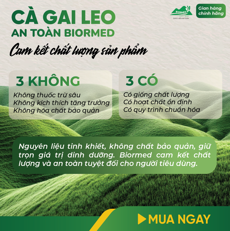 Cà Gai Leo Ủ Men Sấy Khô An Toàn Biormed Gói 100g