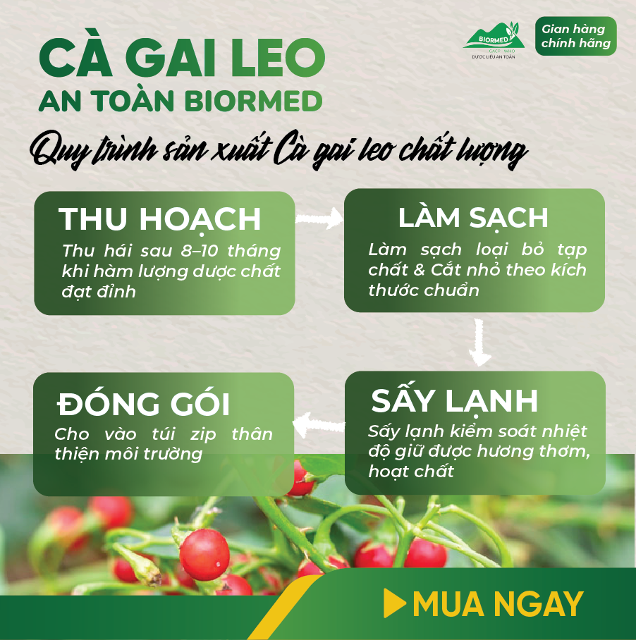 Cà Gai Leo Ủ Men Sấy Khô An Toàn Biormed Gói 100g