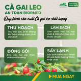 Cà Gai Leo Ủ Men Sấy Khô An Toàn Biormed Gói 100g