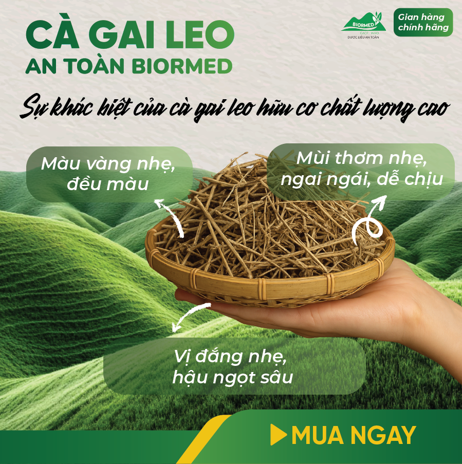 Cà Gai Leo Ủ Men Sấy Khô An Toàn Biormed Gói 100g