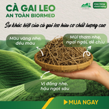 Cà Gai Leo Ủ Men Sấy Khô An Toàn Biormed Gói 100g