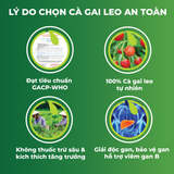 Cà Gai Leo Ủ Men Sấy Khô An Toàn Biormed Gói 100g