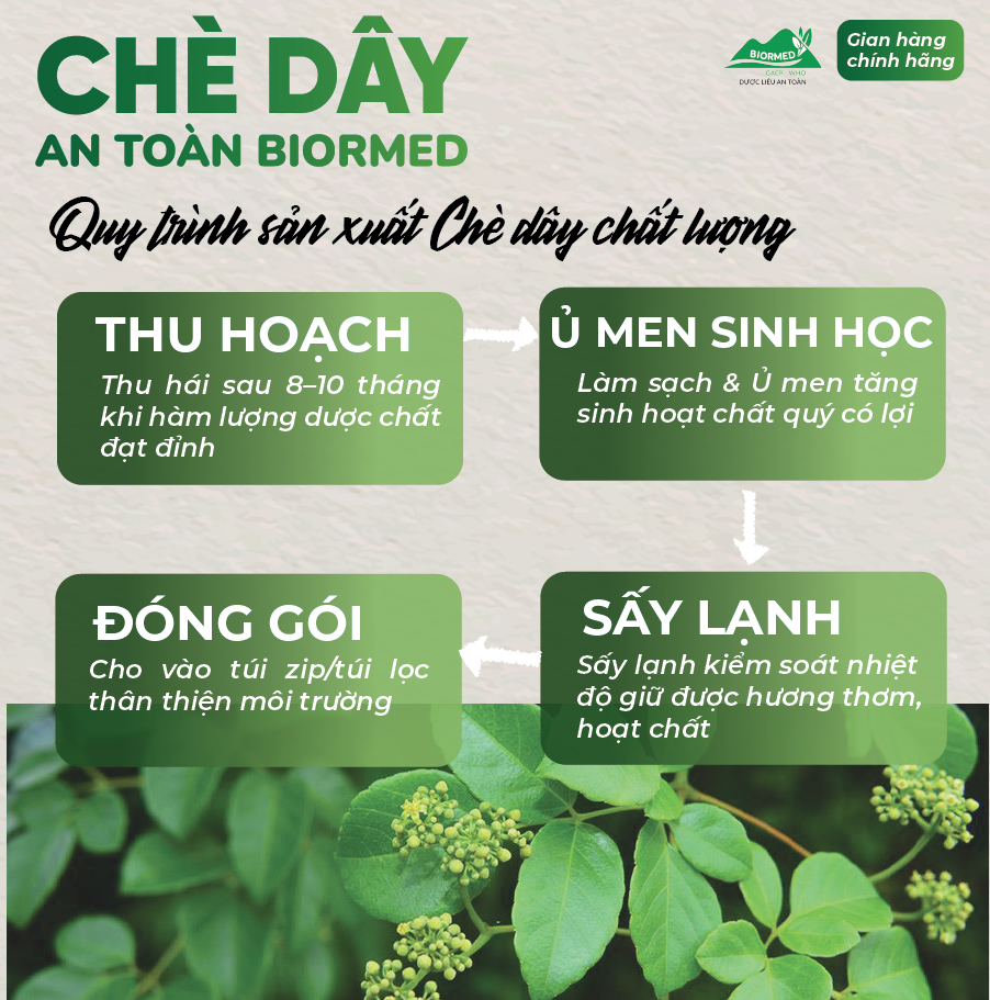 Combo Dạ Dày An Toàn Biormed– Chè Dây 1 Túi Sấy Khô + 1 Hộp Trà Túi Lọc