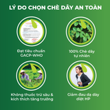 Combo Dạ Dày An Toàn Biormed– Chè Dây 1 Túi Sấy Khô + 1 Hộp Trà Túi Lọc