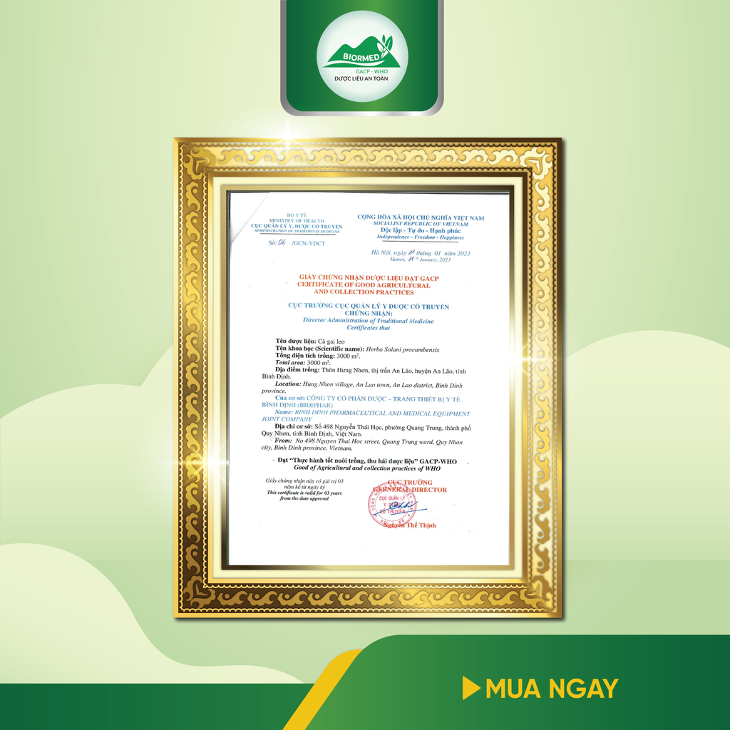 Combo Giải Độc Gan - Cà Gai Leo Sấy Khô & Trà Túi Lọc Kim Ngân Hoa An Toàn Biormed