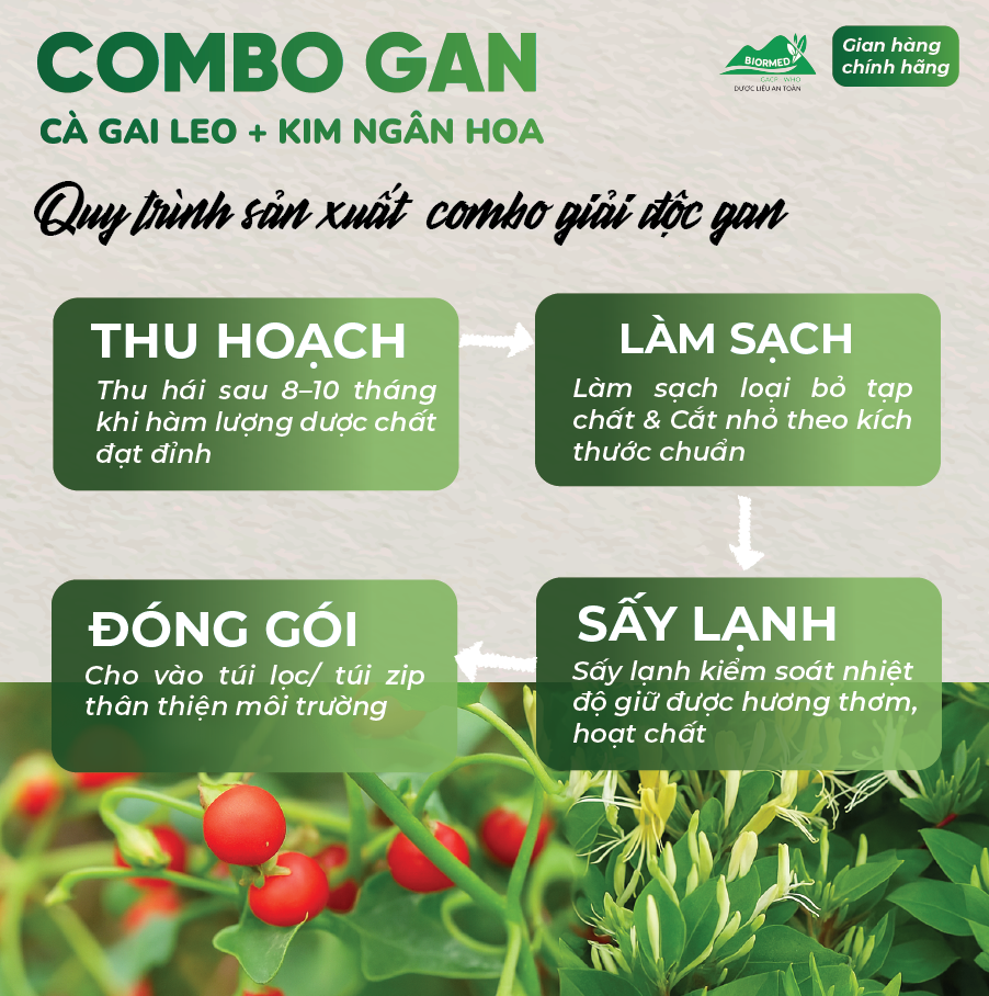 Combo Giải Độc Gan - Cà Gai Leo Sấy Khô & Trà Túi Lọc Kim Ngân Hoa An Toàn Biormed