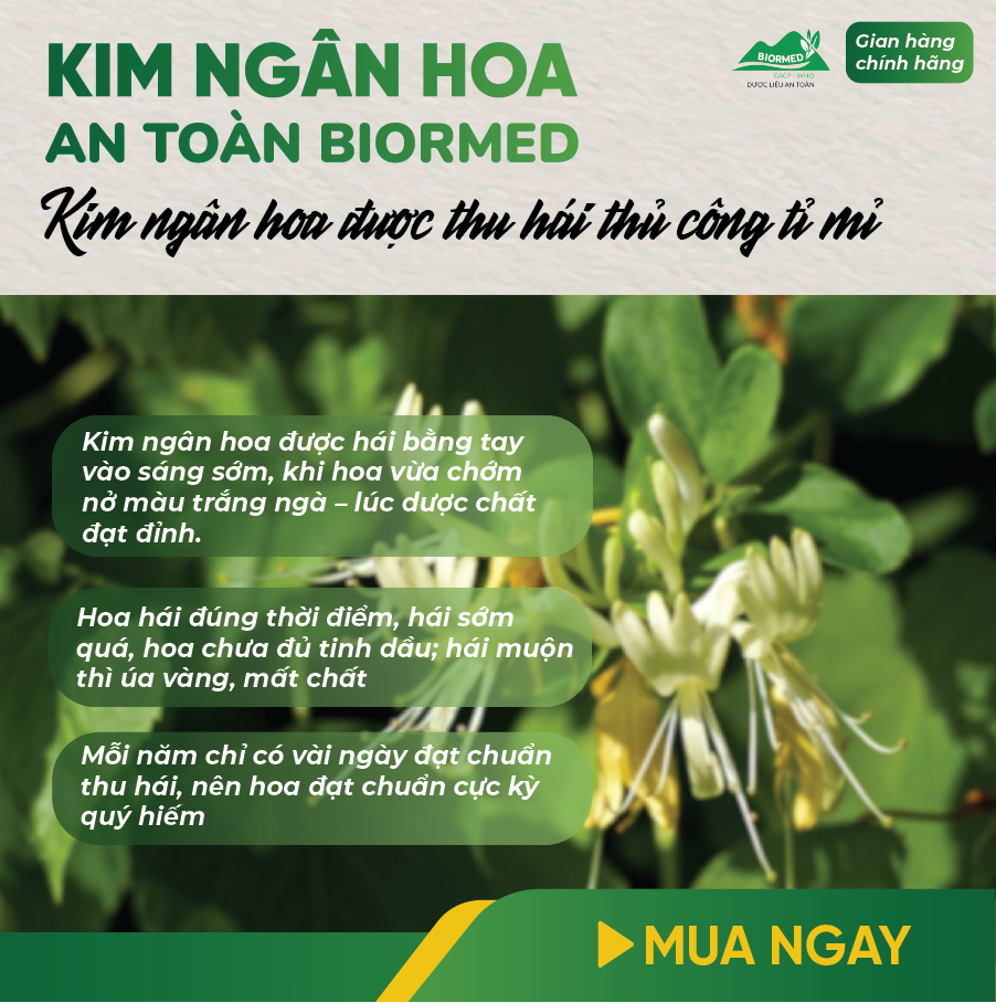 Trà Túi Lọc Kim Ngân Hoa An Toàn H/20 Gói