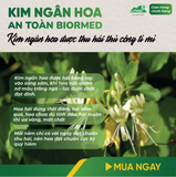 Trà Túi Lọc Kim Ngân Hoa An Toàn H/20 Gói
