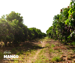 XOÀI CHÍN CÂY SẤY DẺO - ALL NATURAL