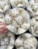Yến thô AB CAO CẤP Nana Farm - Tổ đẹp - ít lông - Mỏng bụng tặng kèm 10gram Nấm đông trùng