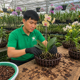  Chậu Nhựa Trồng Lan Hình Hoa Sen Jack - Nan Dày, Kèm Móc 