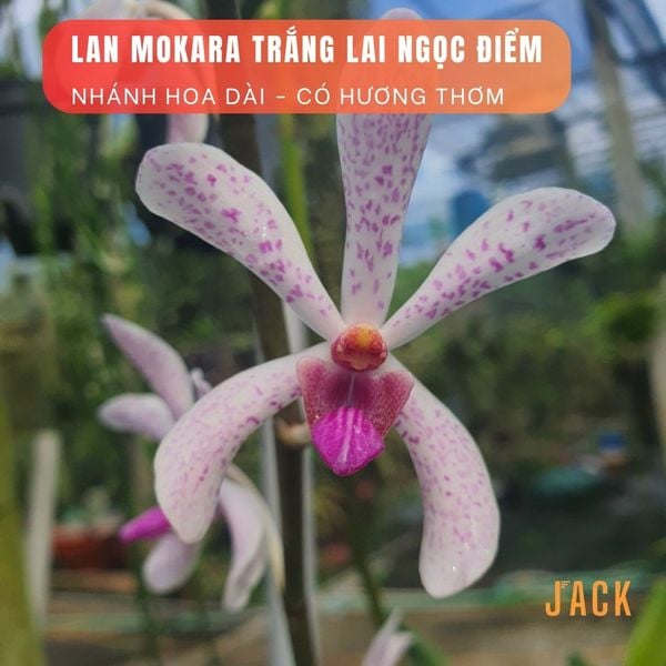  Combo 2 Cây Lan Mokara Trắng Trưởng Thành Có Sẵn Hoa 70-80cm 