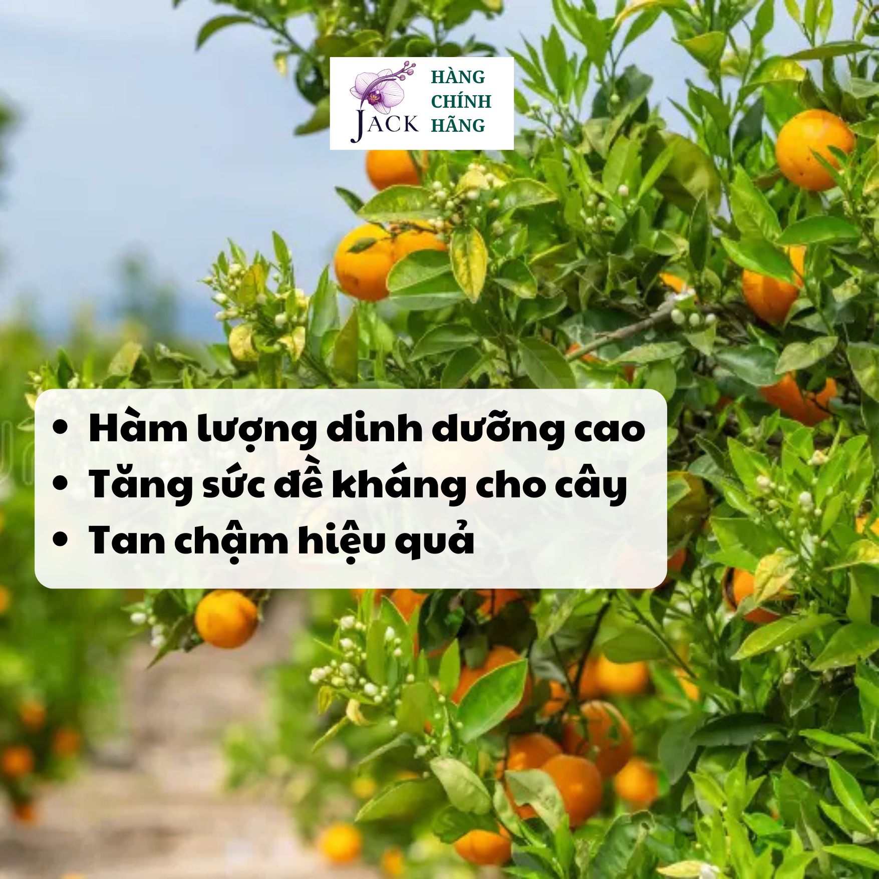  Phân bón tan chậm Rynan NPK 16-16-16 – Dinh dưỡng cân bằng, dùng cho cây có múi 