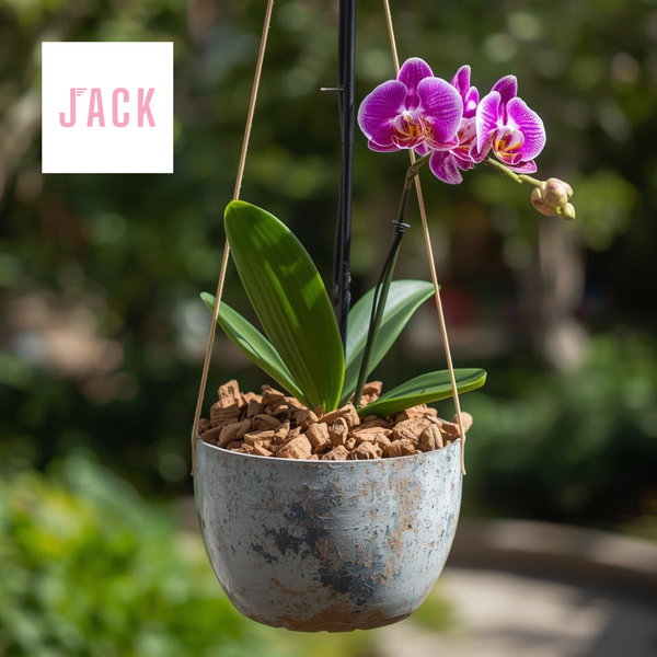  Giá thể Vỏ thông trồng lan Jack đã qua xử lý 