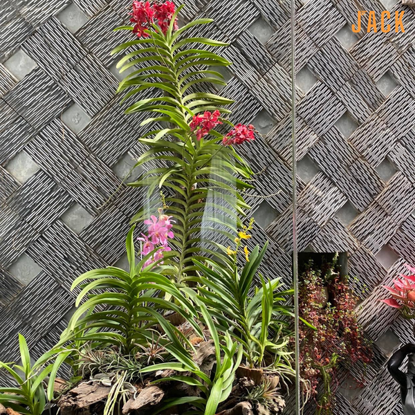  Combo 2 Cây Lan Mokara Tím Trưởng Thành Có Sẵn Hoa 70-80cm 