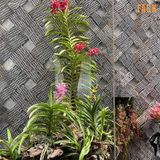  Combo 2 Cây Lan Mokara Cam Trưởng Thành Có Sẵn Hoa 70-80cm 