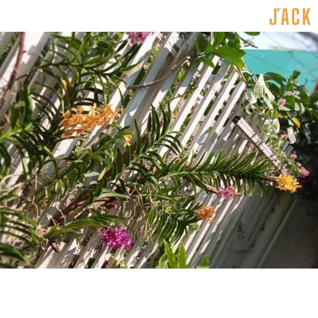  Combo 2 Cây Lan Mokara Đỏ Trưởng Thành Có Sẵn Hoa 70-80cm 