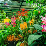  Phân bón siêu kích hoa cho lan và cây cảnh Bloom Growmore 