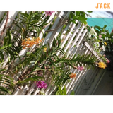  Combo 2 Cây Lan Mokara Vàng Trưởng Thành Có Sẵn Hoa 70-80cm 