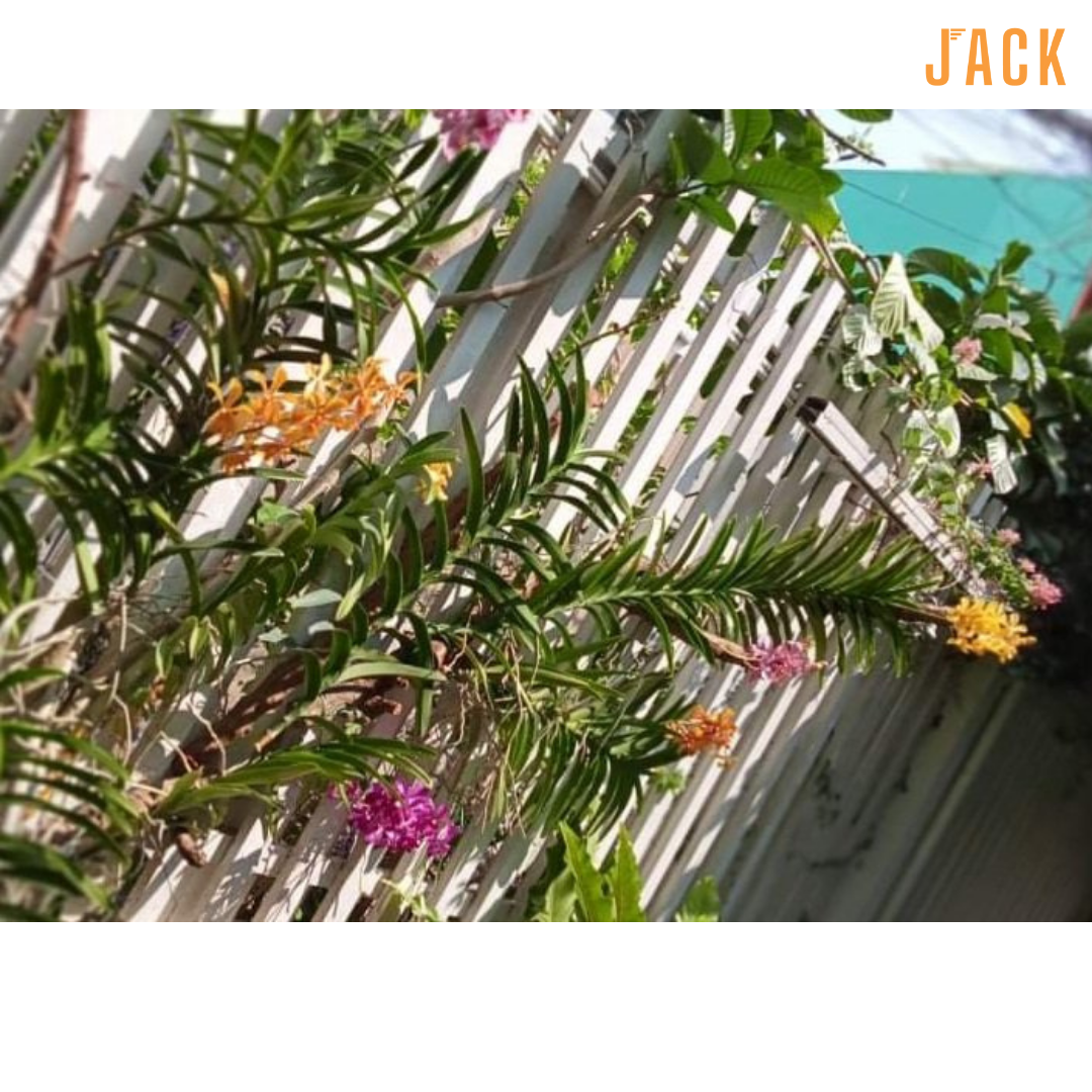  Combo 2 Cây Lan Mokara Vàng Trưởng Thành Có Sẵn Hoa 70-80cm 