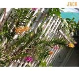  Combo 2 Cây Lan Mokara Hồng Trưởng Thành Có Sẵn Hoa 70-80cm 