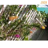  Combo 2 Cây Lan Mokara Cam Trưởng Thành Có Sẵn Hoa 70-80cm 