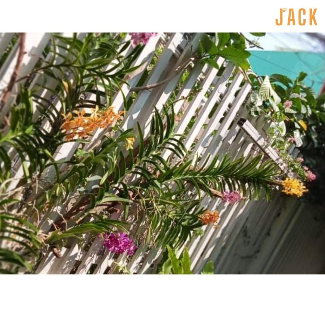  Combo 2 Cây Lan Mokara Cam Trưởng Thành Có Sẵn Hoa 70-80cm 