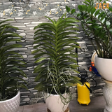  Combo 2 Cây Lan Mokara Tím Trưởng Thành Có Sẵn Hoa 70-80cm 