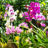  Phân bón kích & dưỡng hoa cho Lan, Cây Cảnh Growmore 6-30-30 