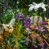  Phân bón siêu kích hoa cho lan và cây cảnh Bloom Growmore 