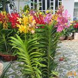  Combo 2 Cây Lan Mokara Vàng Trưởng Thành Có Sẵn Hoa 70-80cm 